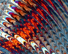 Wing