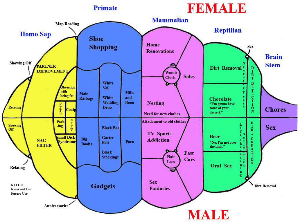 Brain Diagram