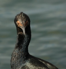 Rock shag (cormorant)