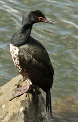 Rock shag (cormorant)