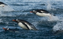 Penguins porpoising