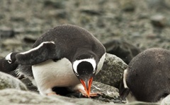 Penguin land dispute