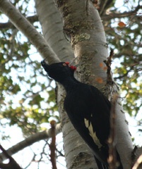 Female Magellanic woodpecker