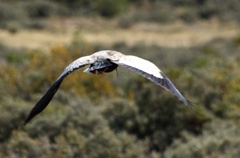 Black faced ibis