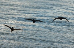 Imperial cormorants