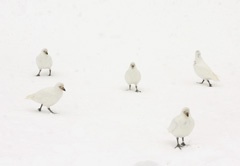 Snowy sheathbills