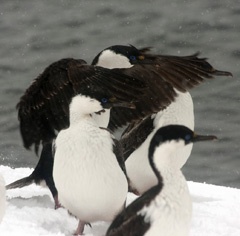 Antarctic cormorants
