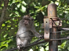 Macaque electrician