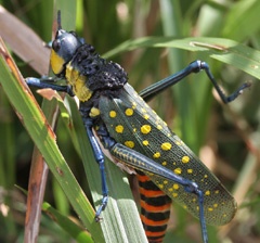Spotted grasshopper