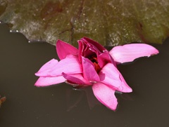 Water lily opening