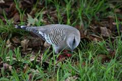 Crested pigeon, taken at 1/20 sec, 300 mm hand-held