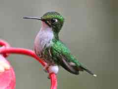 Booted hummingbird