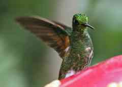 Iridescent hummingbird
