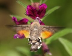 Humming moth, hovering