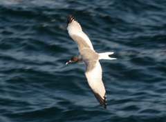 swallow-tailed gull
