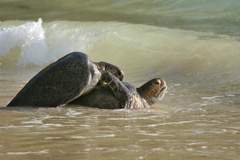 sea turtles mating