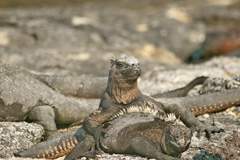 marine iguanas