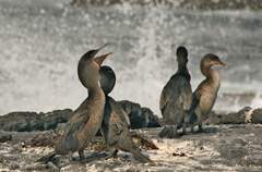 flightless cormorants