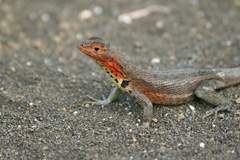 female lava lizard