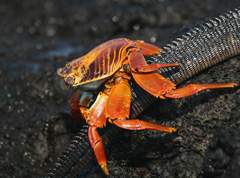 Sally lightfoot crab astride an iguana