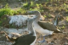 blue-footed booby mating dance
