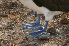 blue-footed booby feet