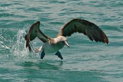 blue-footed booby taking off after a dive