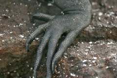 marine iguana foot