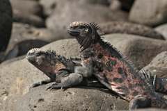 marine iguanas