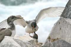 swallow-tailed gull mating