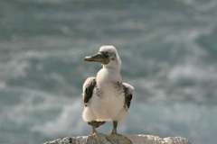 masked booby chick
