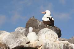 masked booby and chick
