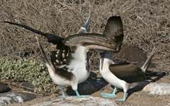 blue-footed booby mating dance