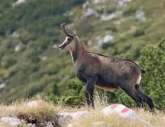 Ibex high above Malcesine