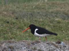 Pied oyster catcher
