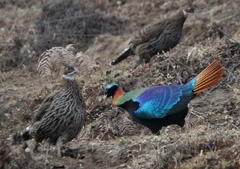 Impeyan pheasants - females and male