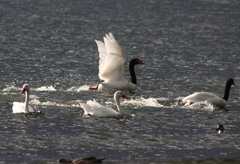 Black necked swans