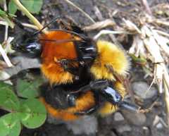 Mating bees