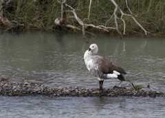 Magellan goose