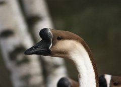 Japanese goose