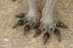 Feet of large kangaroo