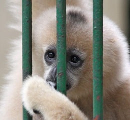 Yellow-faced gibbon