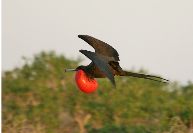 Frigate bird