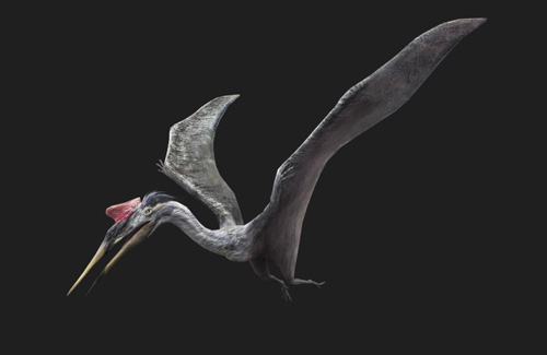 pterosaur