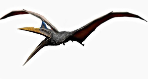 pterosaur