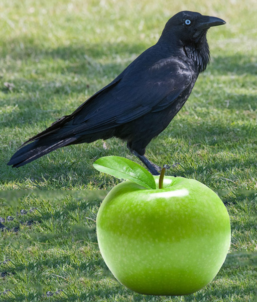 Raven plus apple