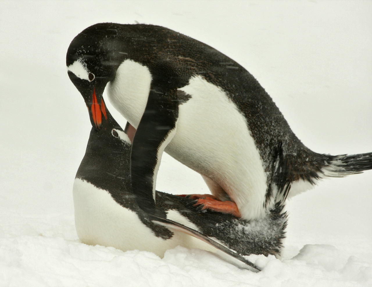 Penguin cock