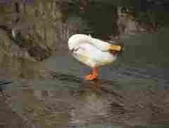 Duck yoga